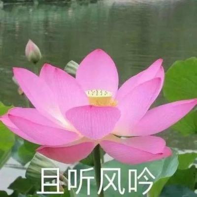 特朗普TACO，惊曝内幕交易？！